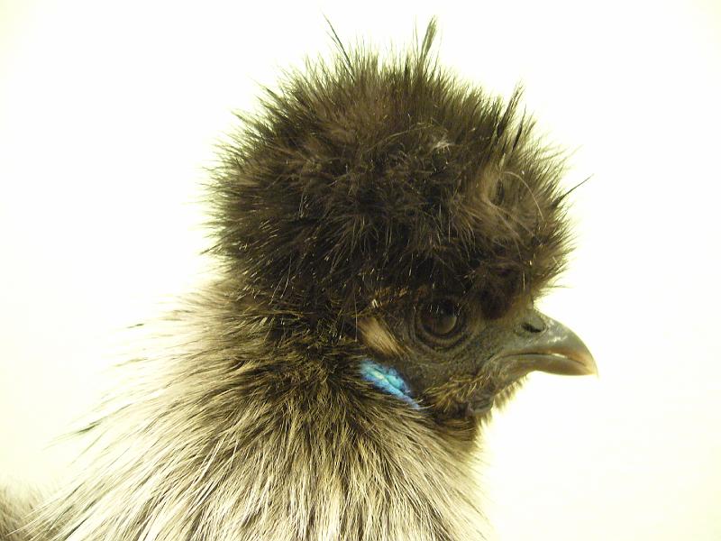 Munster 2009 177.jpg - Zwerg Seidenhühner mit Bart silber wildfarbig von Lukas Hansen